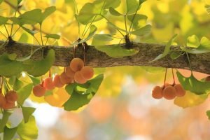 Ginkgo Biloba Conoce Los Beneficios Que Aporta A Nuestra Salud Kena