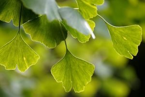 Ginkgo Biloba Conoce Los Beneficios Que Aporta A Nuestra Salud Kena