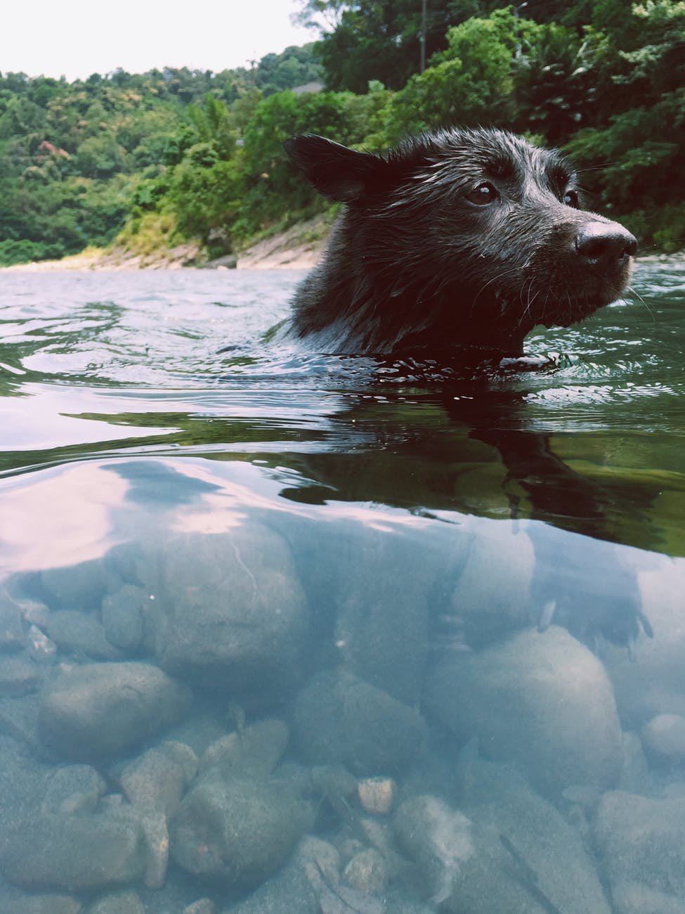 En verano los perritos también se refrescan. Foto de WW en Pixels 