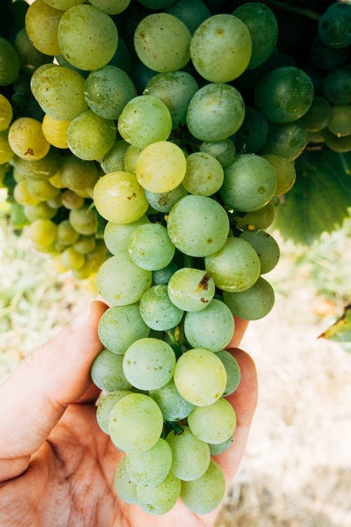 Empecemos a comprar uvas. Foto:  Markus Winkler en Pexels 