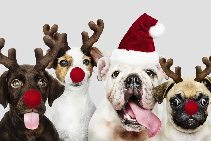 Accesorios navideños para mascotas