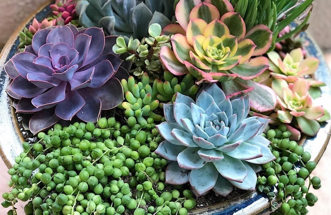 Jardín