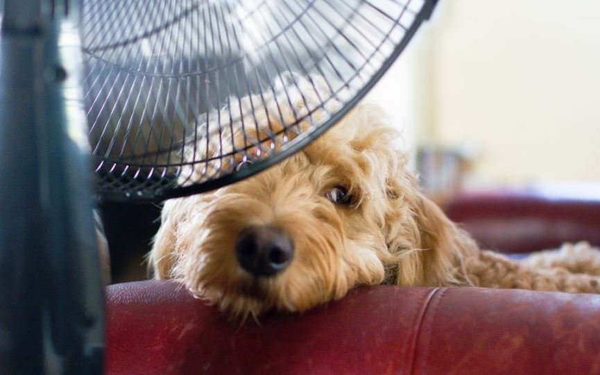¡Cero calor! Foto de Mascota y salud 