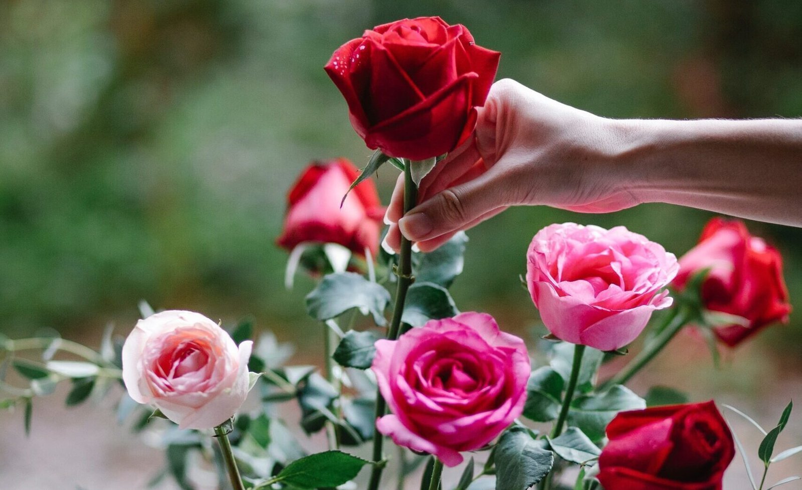 Tips Para Cuidar Las Rosas En Casa Jardín Maravilloso Revista Kena