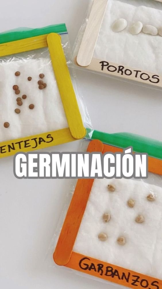 Enséñales a germinar. Foto Pinterest 