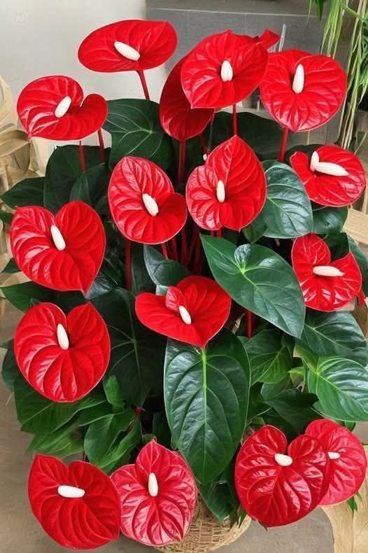 Foto Pinterest
