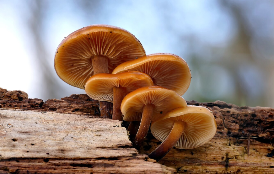 Reishi
