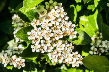  Flor de Saúco. Freepik