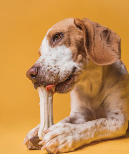 Bienestar mascotas. Freepik