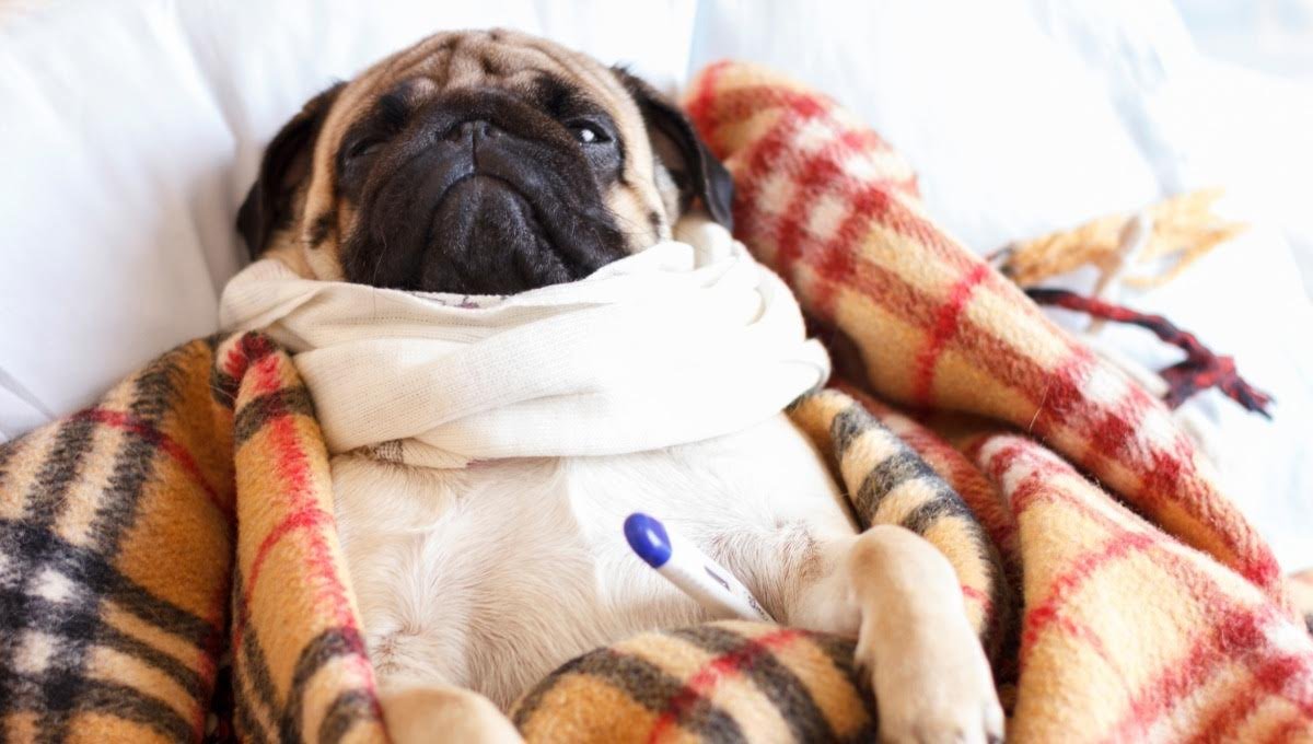 Responsabilidad financiera mascotas