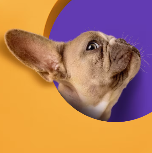 Costo de mascotas en México