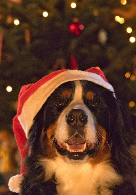 Precauciones para el bienestar de perros y gatos en Navidad