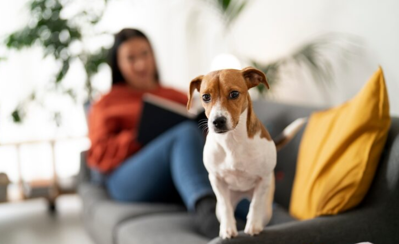 Adopción responsable