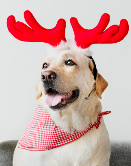 Cómo celebrar navidad con mi perro