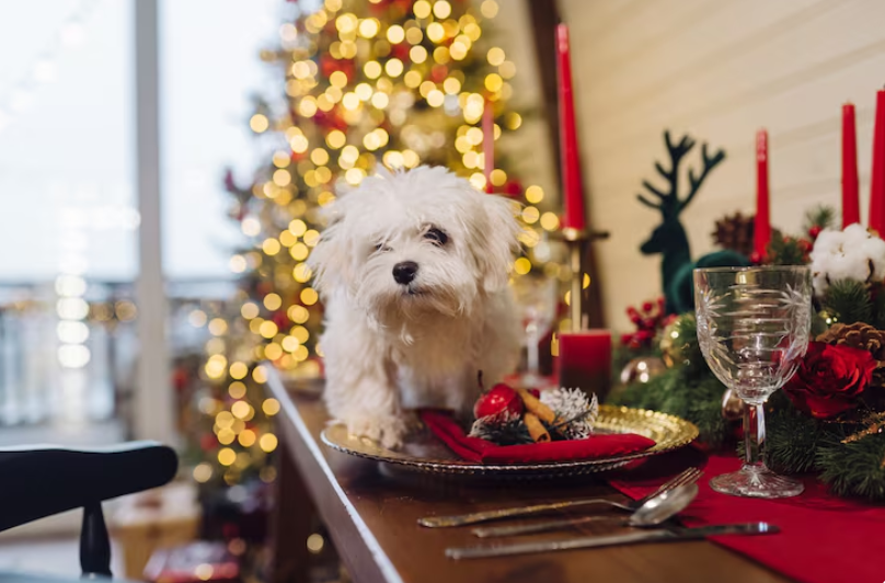 Actividades navideñas para perros