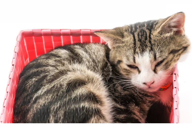 Síntomas de enfermedades en gatos