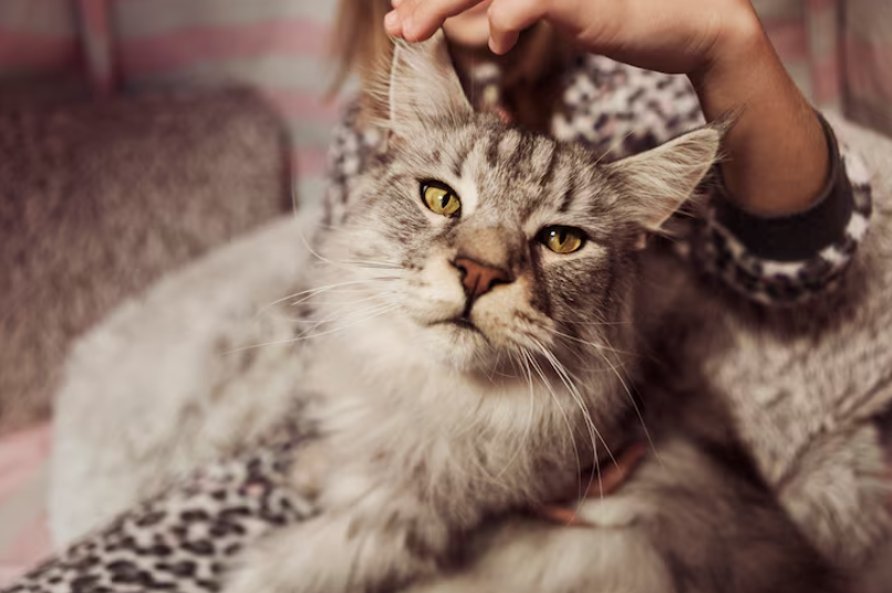 Cómo saber si mi gato tiene dolor