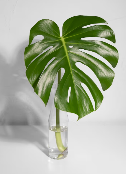 Cómo reproducir monstera