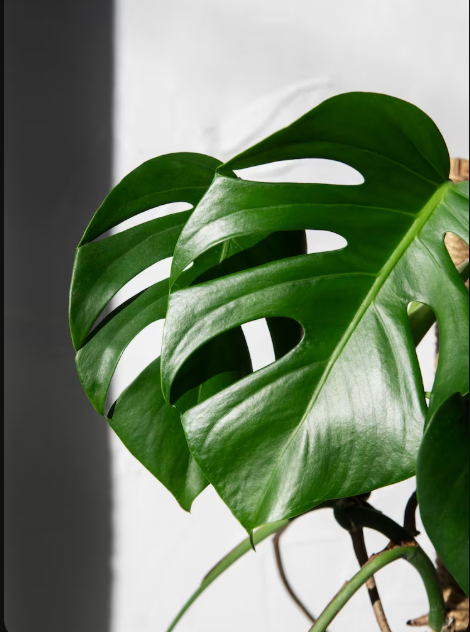 Cuidados de la monstera deliciosa,