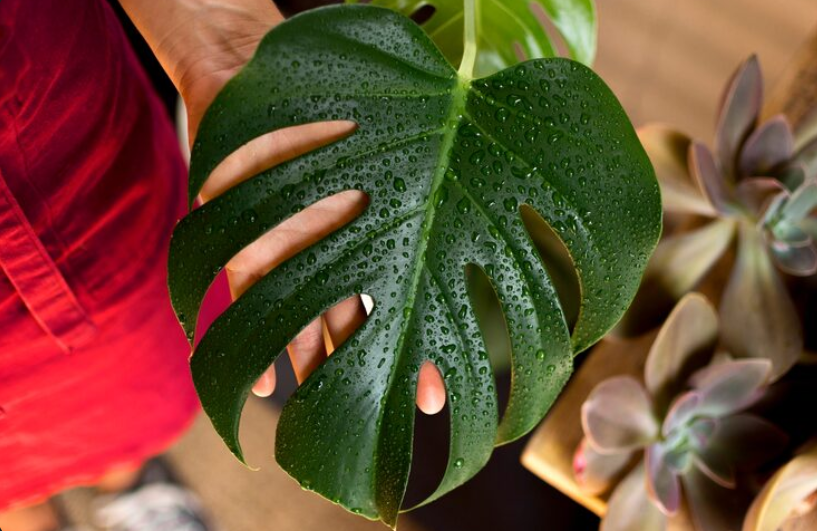 Planta costilla de adán