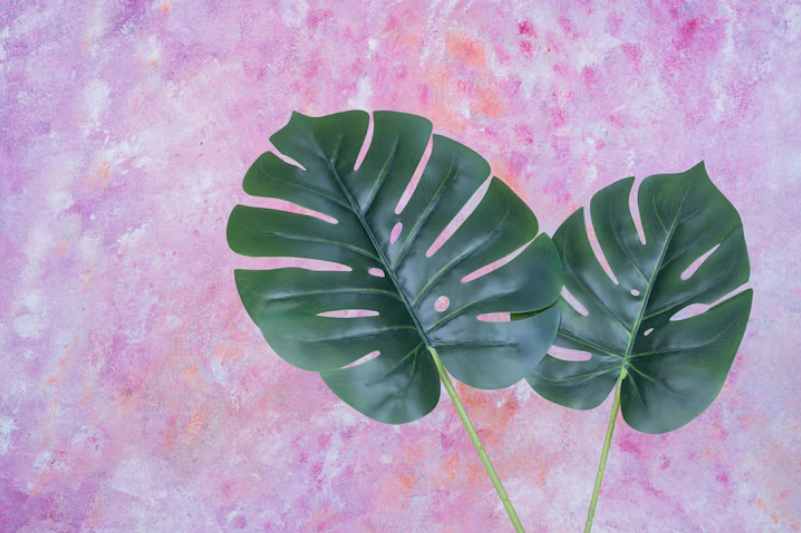 Plantas de interior tendencia