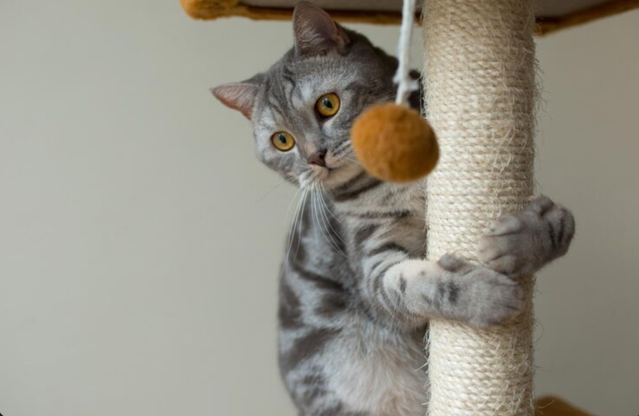 Rascadores modernos para gatos