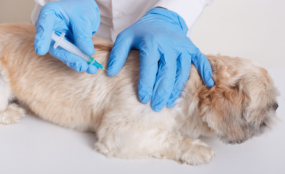 Esterilización de mascotas en México