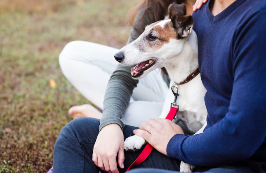 Perros en situación de calle México.