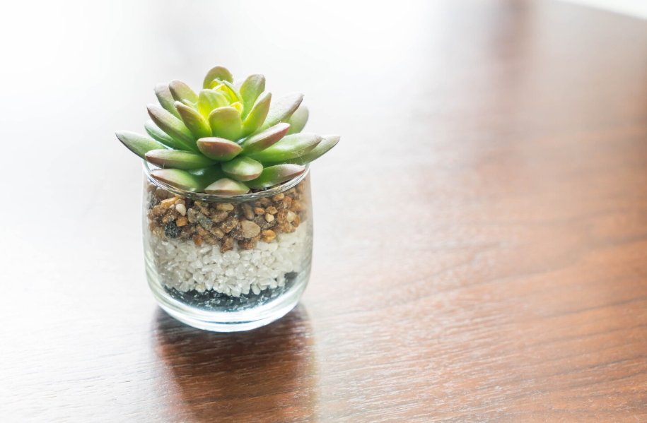 Decoración para el hogar consciente. En Kena amamos los Bonsais