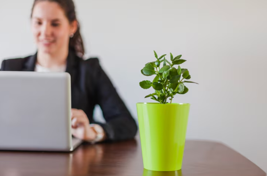 Plantas de oficina para productividad 