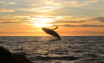 ballena jorobada Baja California Sur