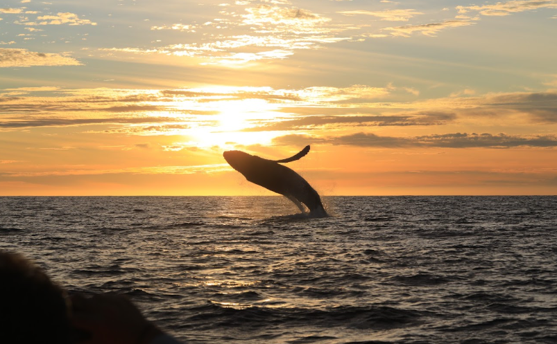 ballena jorobada Baja California Sur