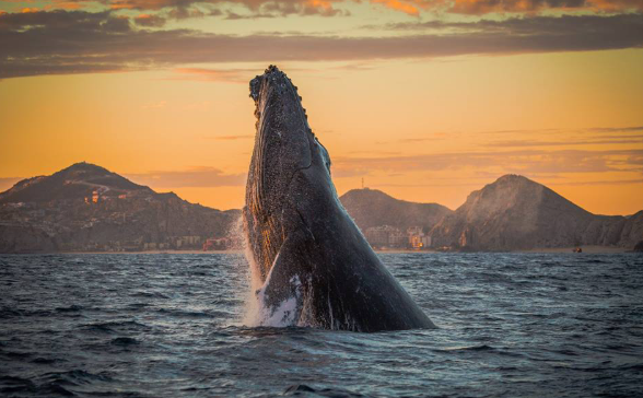 ¿Te animas a ver este espectáculo?