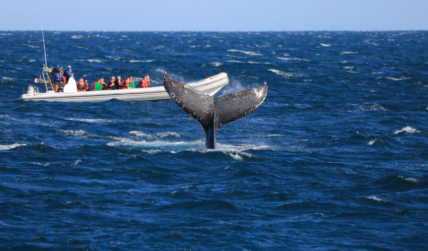 Turismo de ballenas