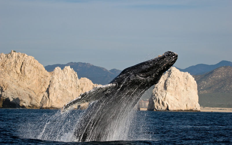 Vvistamiento de ballenas Los Cabos