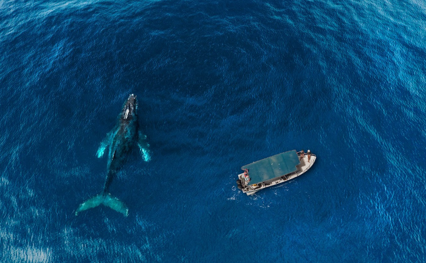Mejores experiencias en Los Cabos