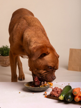 Superfoods para mascota