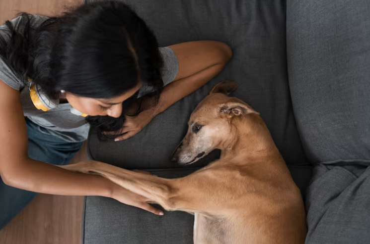 Acompañamiento emocional