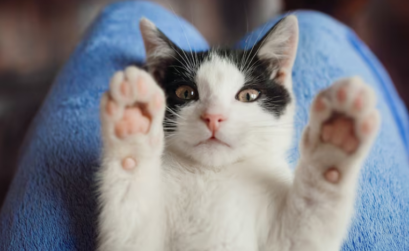 Lecciones de los gatos para humanos