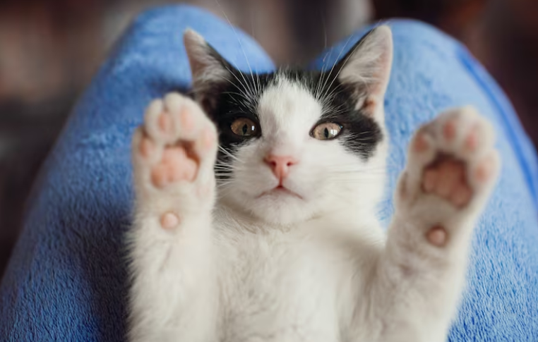 Lecciones de los gatos para humanos