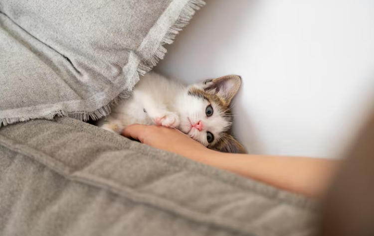 Qué aprender de mi gato