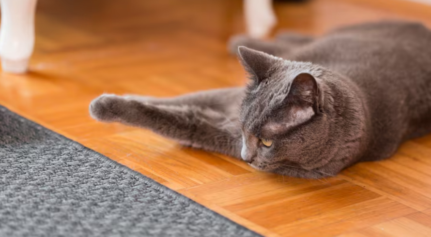 Bienestar animal y salud mental