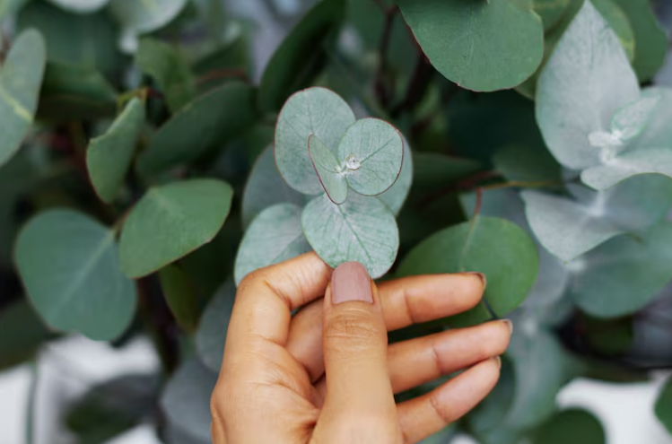 Bbiofilia en el hogar: eucalypto no puede faltar