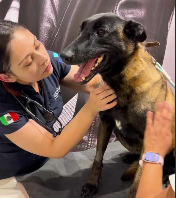 Salud animal de otro nivel