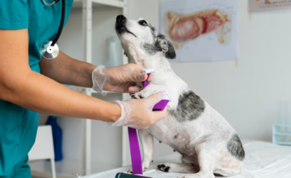 Medicina veterinaria en México