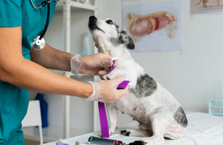Medicina veterinaria en México