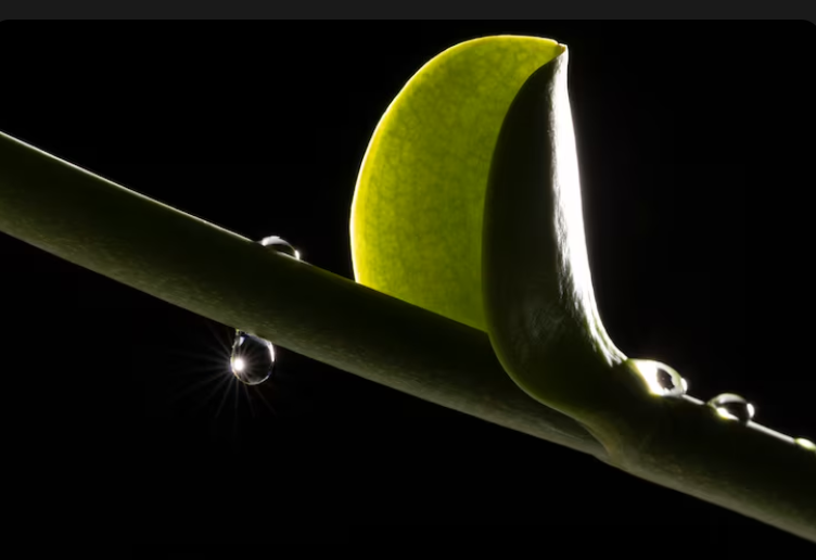 Podar en luna creciente