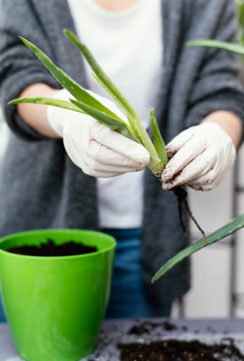 Sembrar en luna nueva