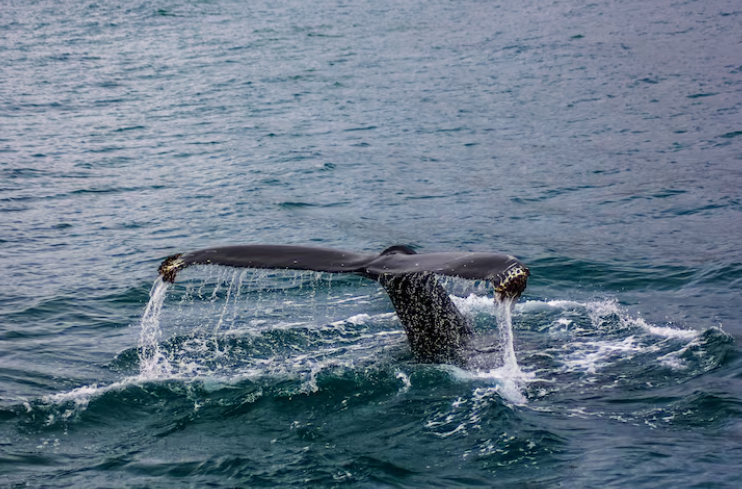 Ballenas jorobadas en su hábitad