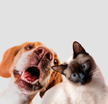 Cuidado de perros y gatos